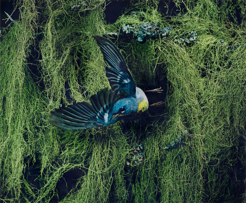 Eliot Porter (1901-1990); Northern Parula Warbler, Male, Flying, Great Spruce Head Island, Maine, June 22, 1968 [Parula americana]; 1968; Dye imbibition print; Amon Carter Museum of American Art, Fort Worth, Texas, Bequest of the artist; P1990.52.440.2