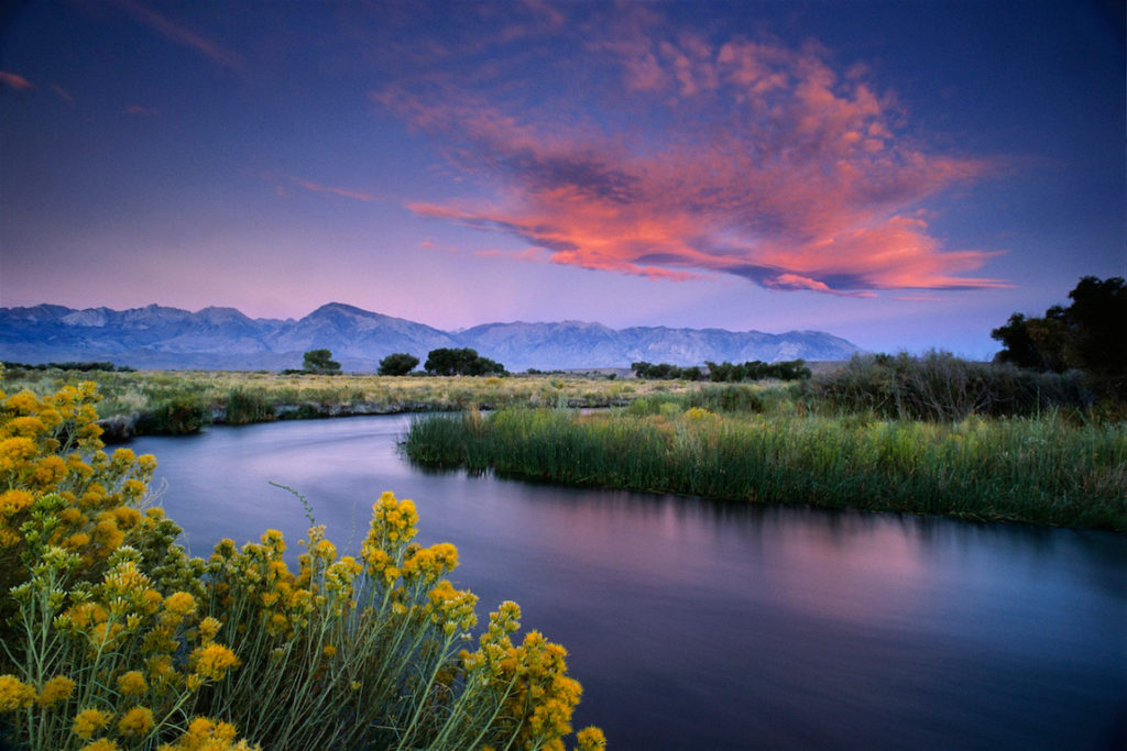 First light on a cloud over the Owens River near Bishop, Eastern Sierra, California. The plant in foreground is rabbitbrush.