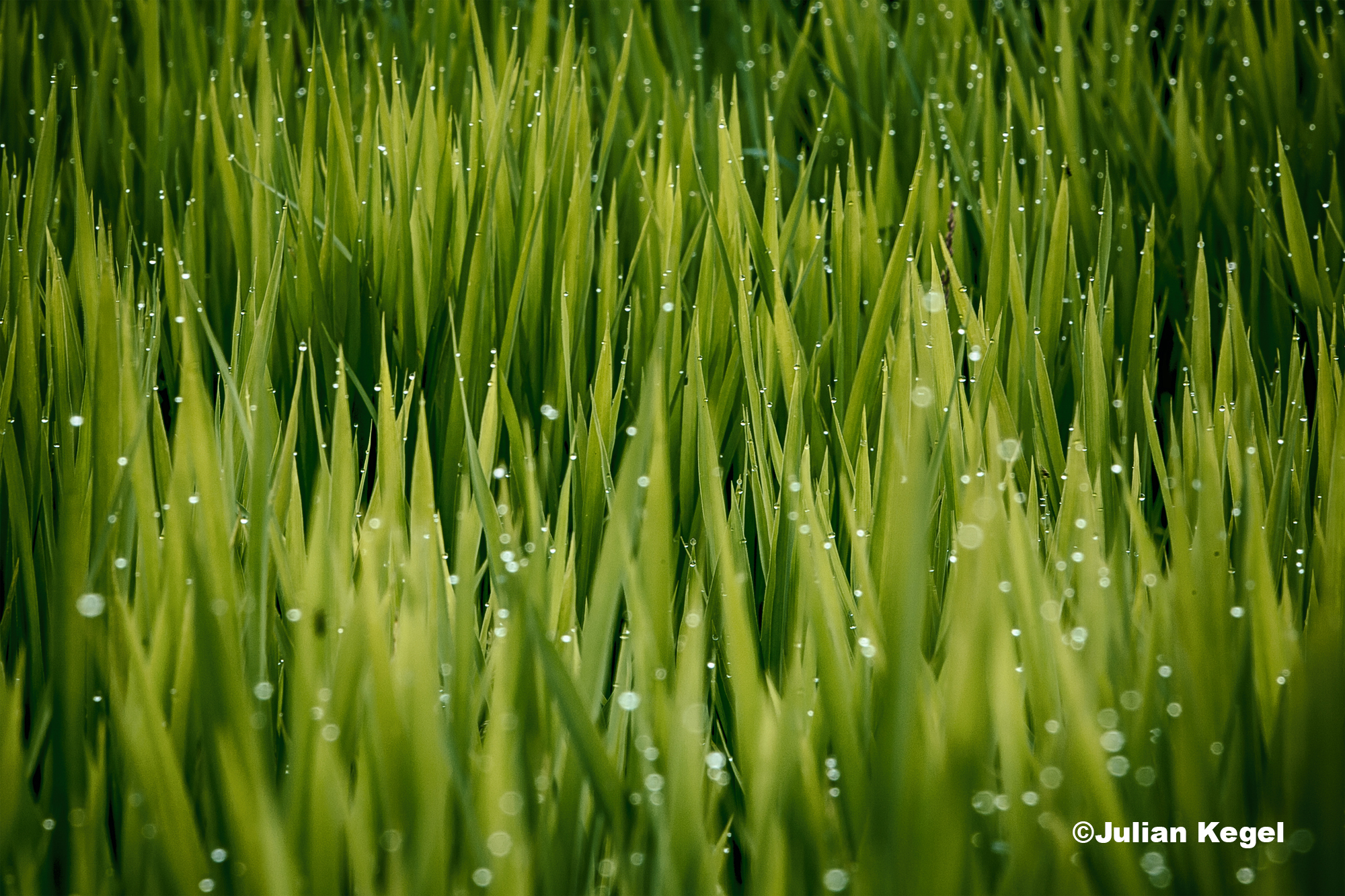 A macro shot of dew on blades of grass