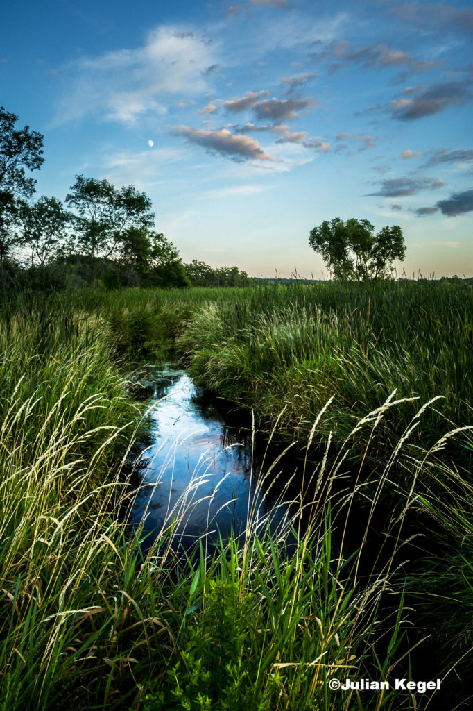 A landscape of a little creek running through a field of tall grasses during golden hour