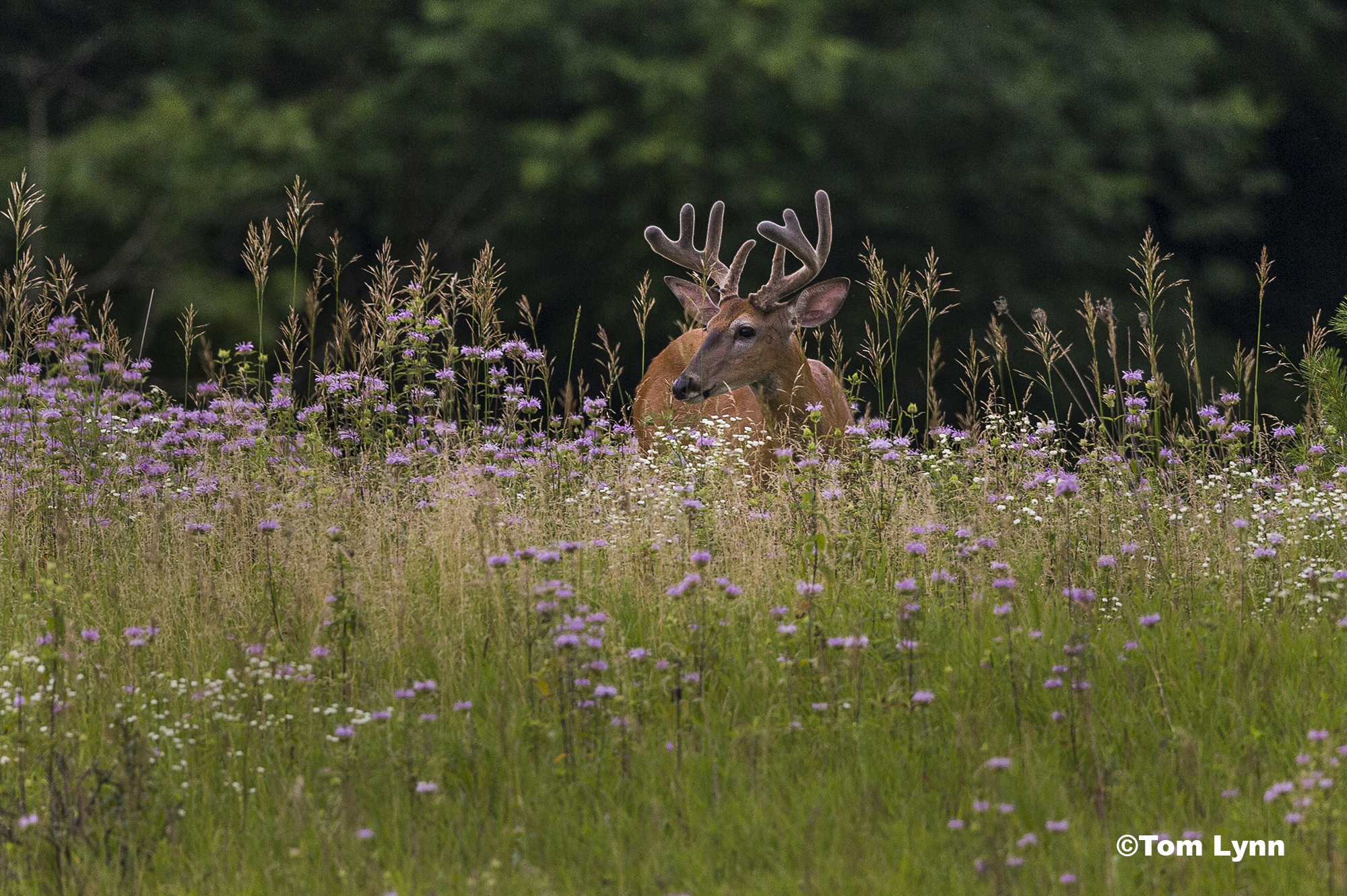 A young buck standing in a field of tall grass and wild flowers