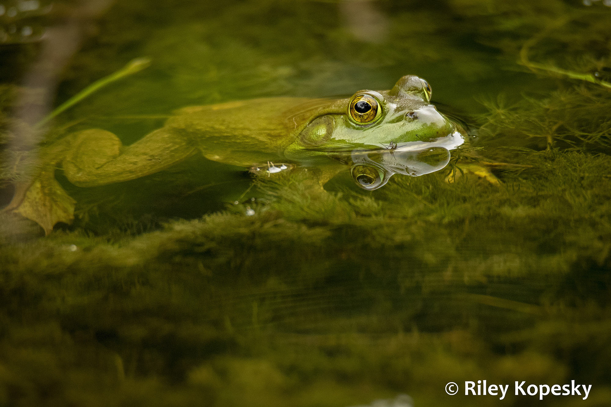 A frog peeks out of the water above submerged plants