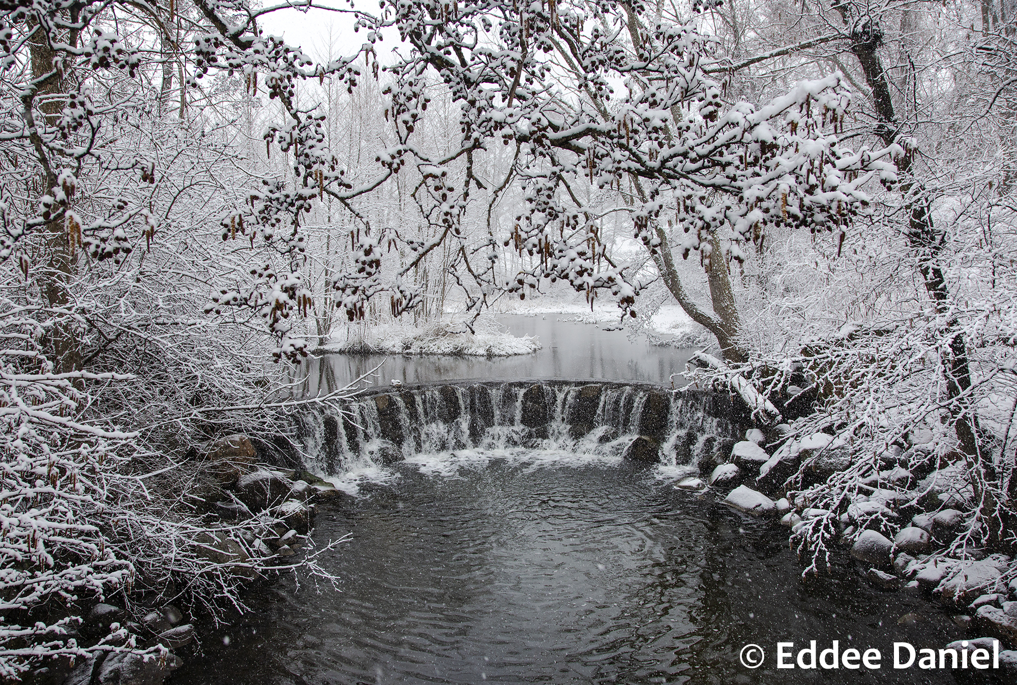 A small waterfall surrounded by snowy tree branches
