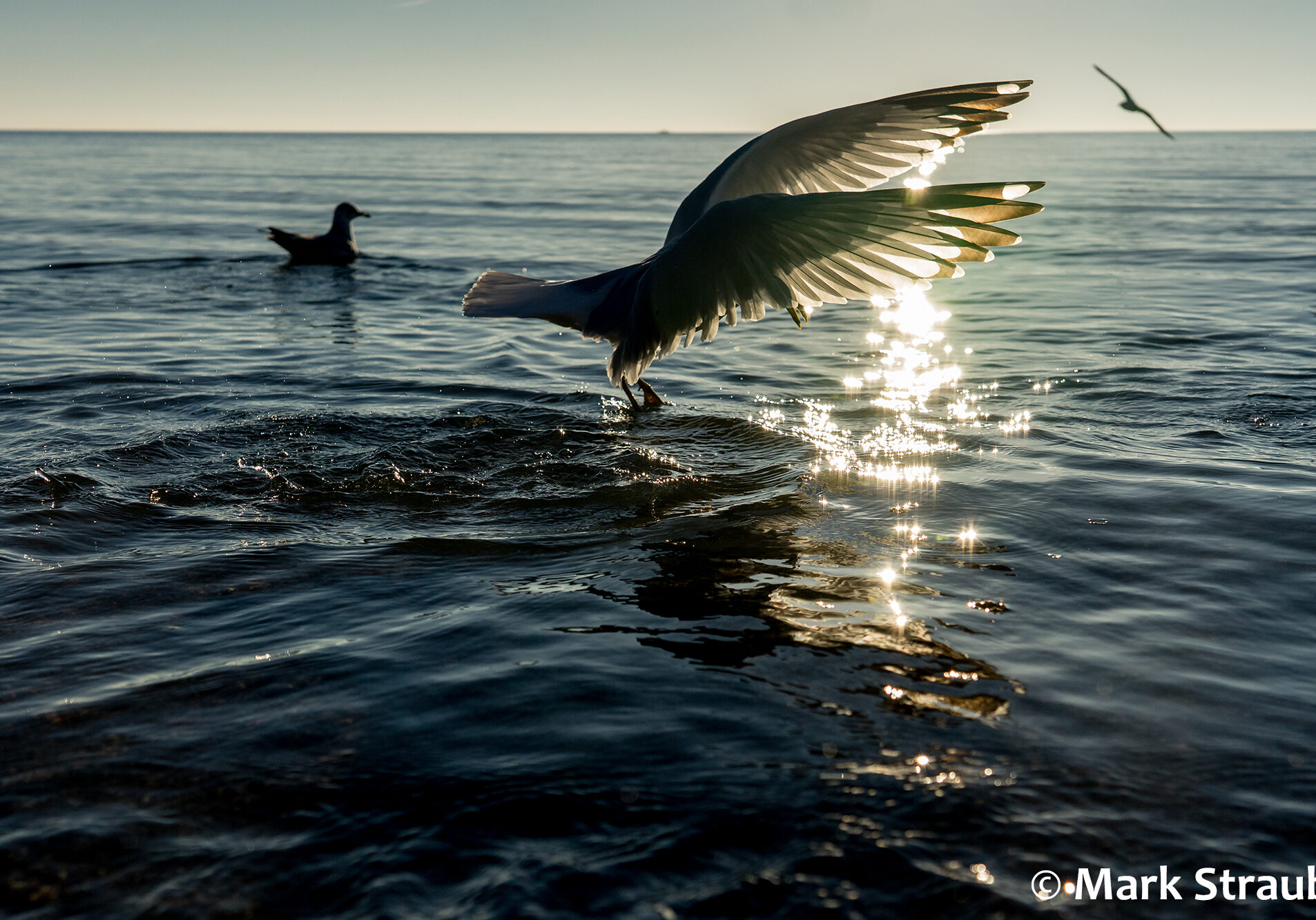 A bird takes off from the water at sundown