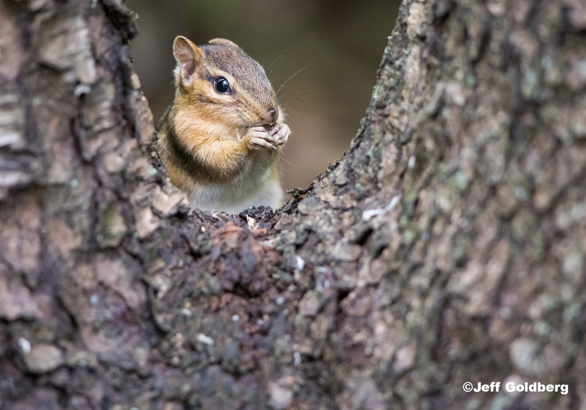 A chipmunk eats in between branches of the tree