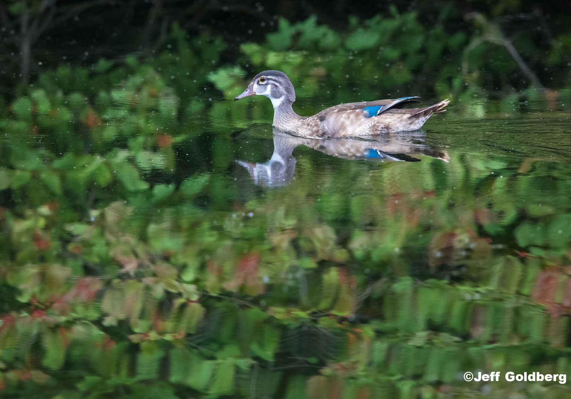 A Mandarin duck swims across a lake