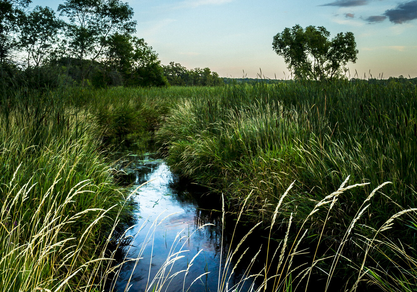 A landscape of a little creek running through a field of tall grasses during golden hour
