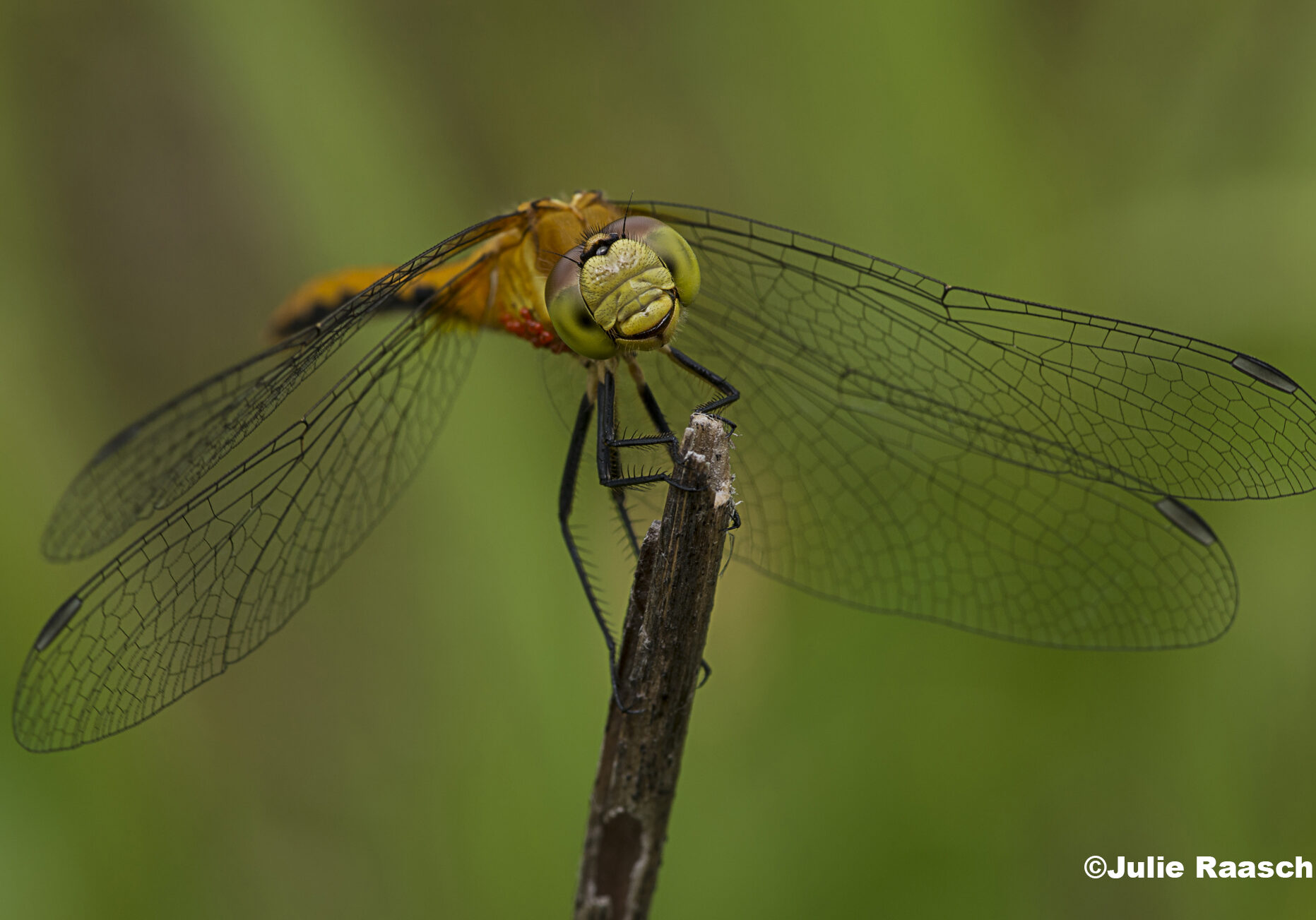 A dragonfly perches on a stick