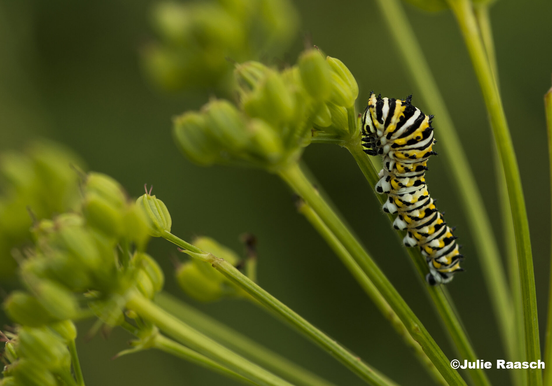A caterpillar climbing the stalk of a plant