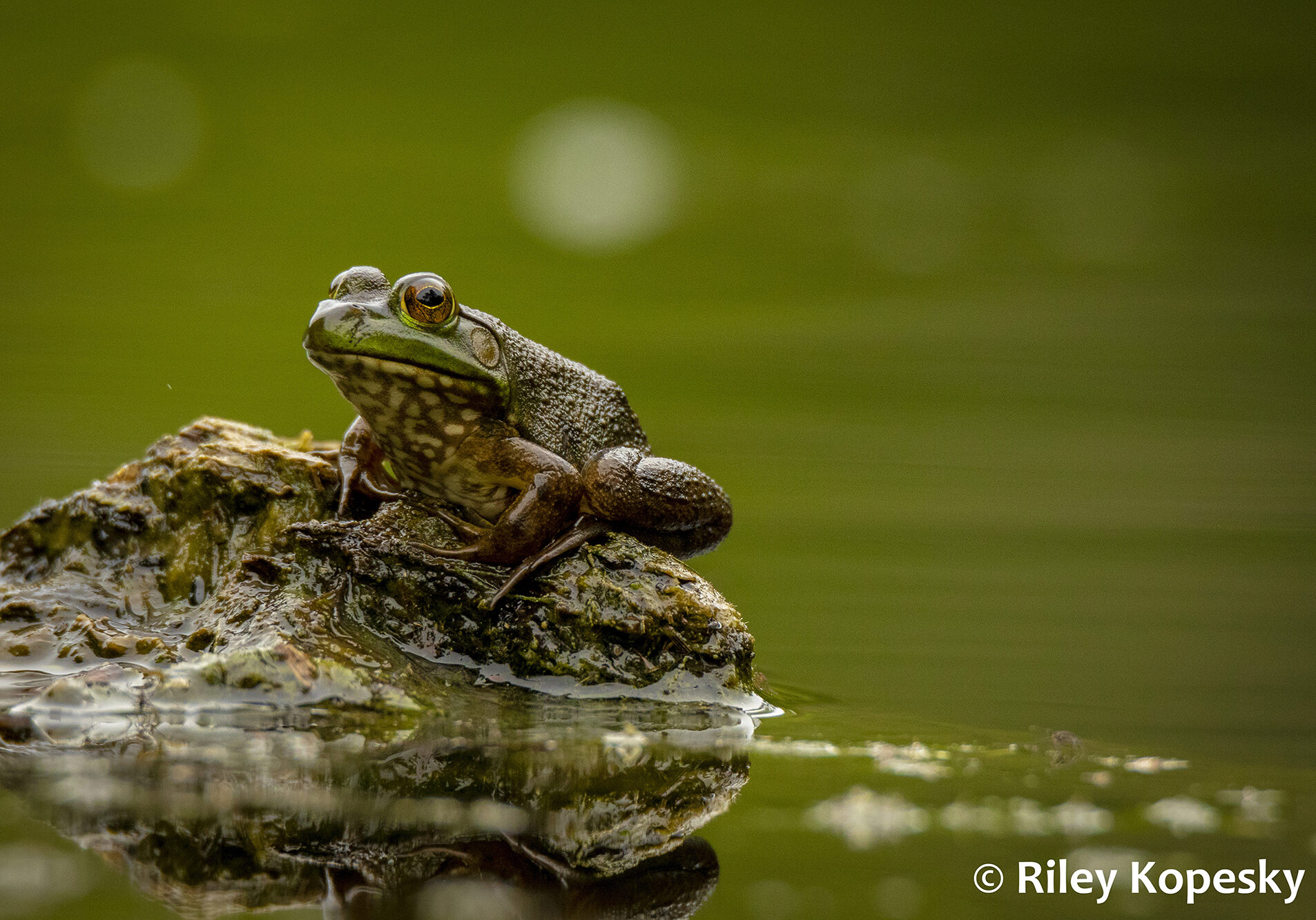 A frog sits on a rock poking out from the water