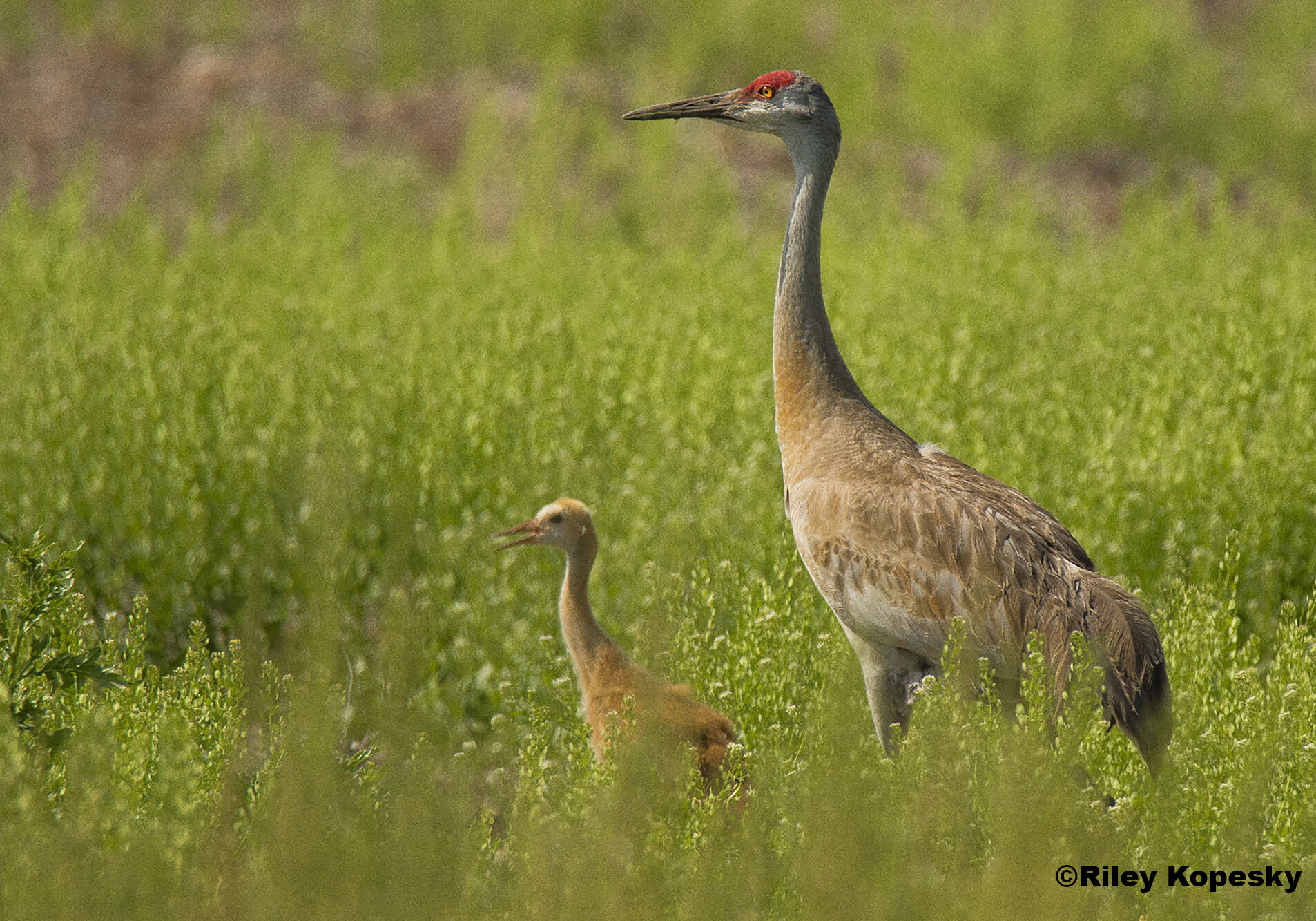 A mother and son sandhill crane standing in tall grass