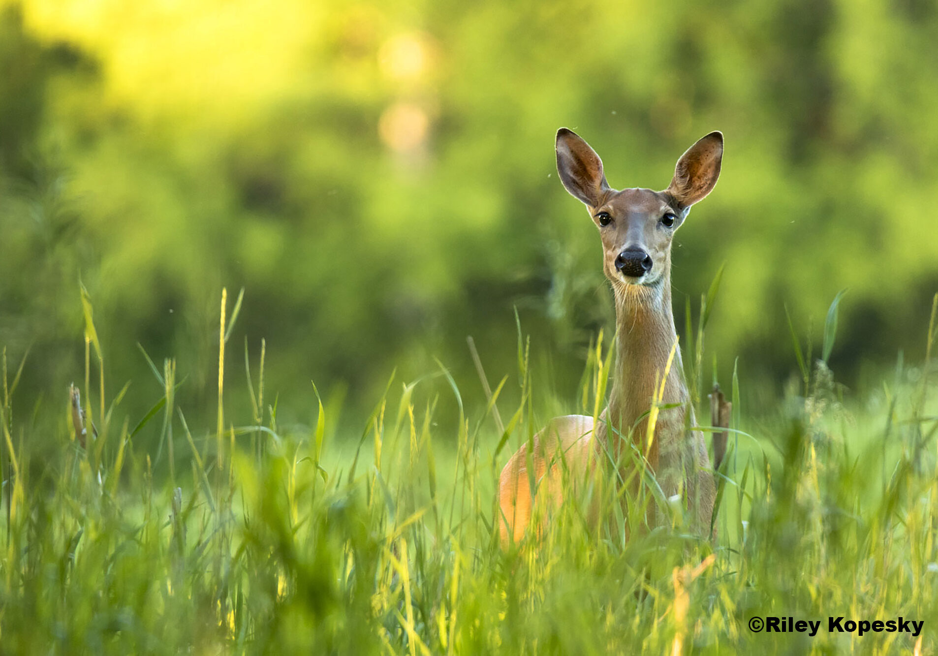 A doe looks at the camera in a field of tall grass