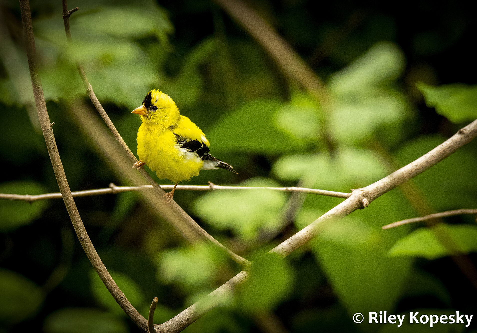 Small yellow bird sits on a twig