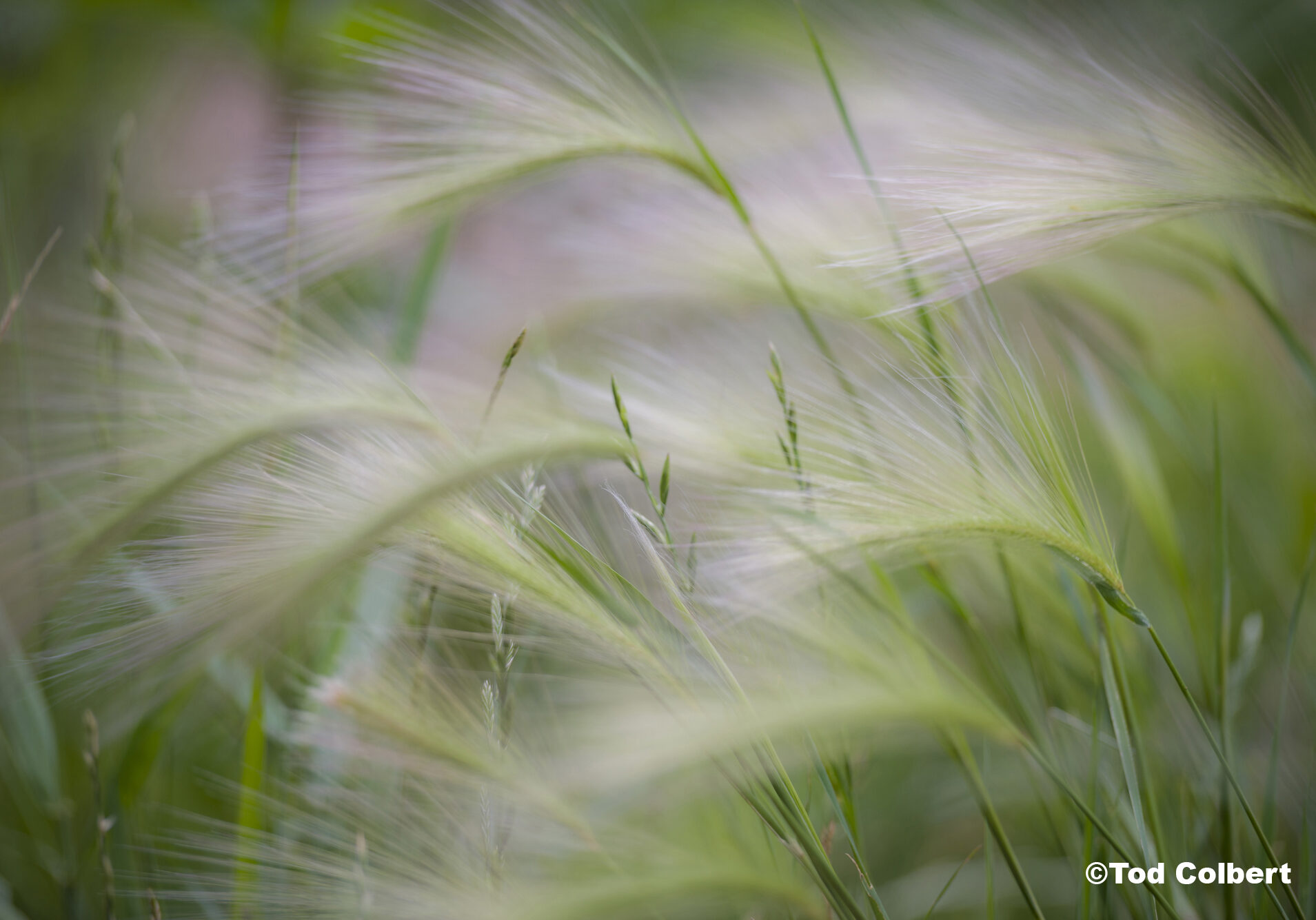 Tall grasses blowing in the wind