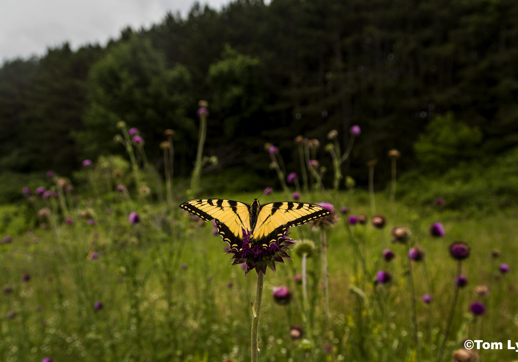 A Swallowtail butterfly sits atop a purple flower