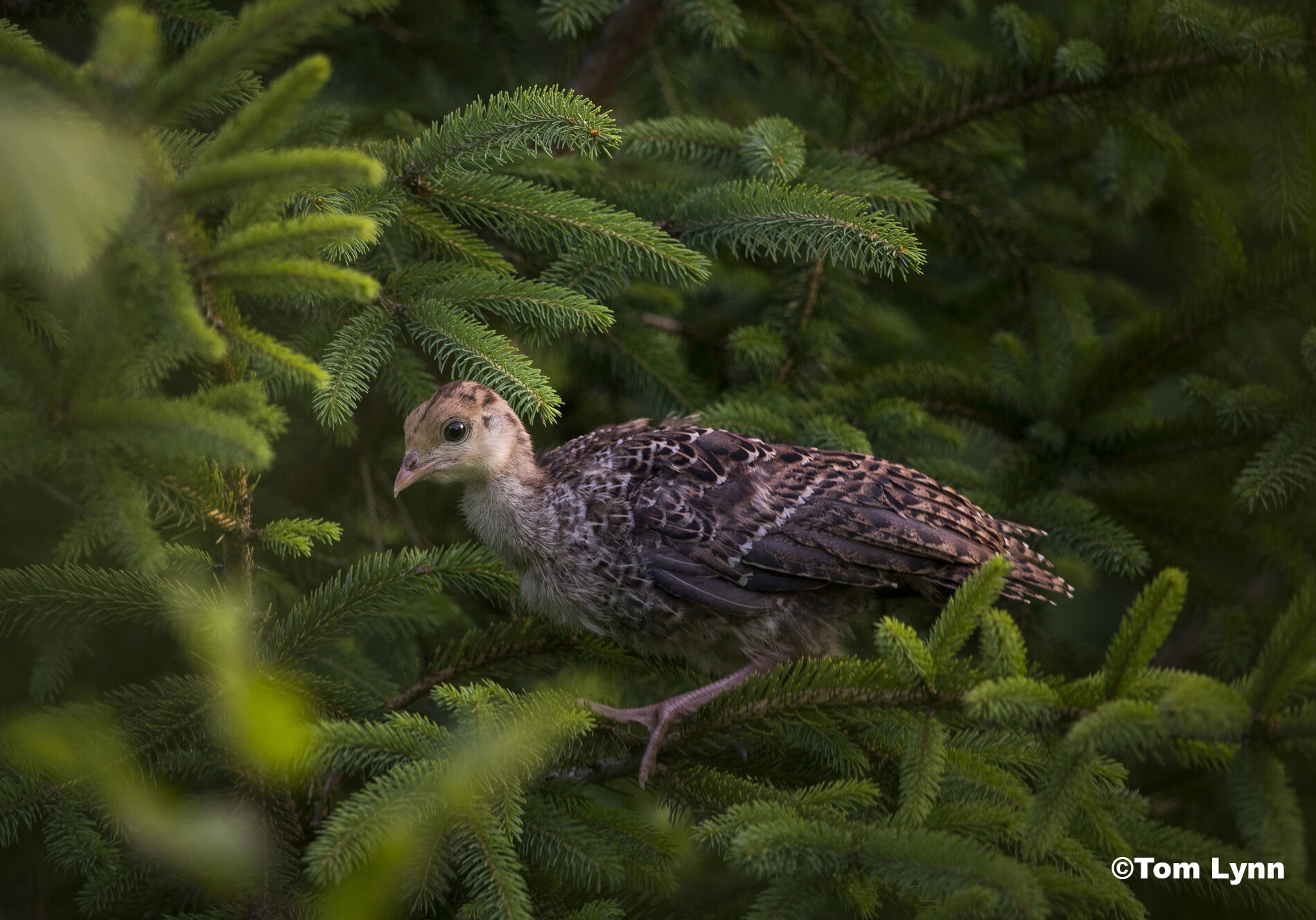 A small bird sits in an evergreen tree