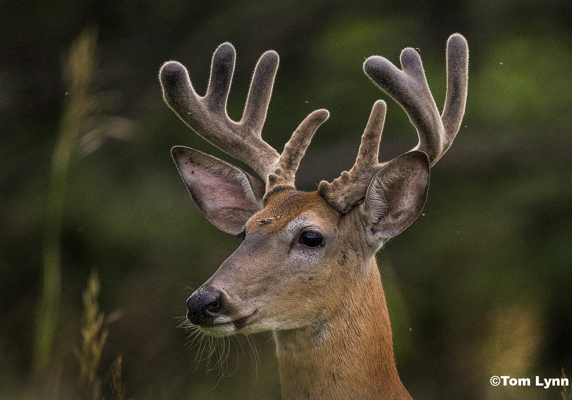 A headshot of a young buck in a field