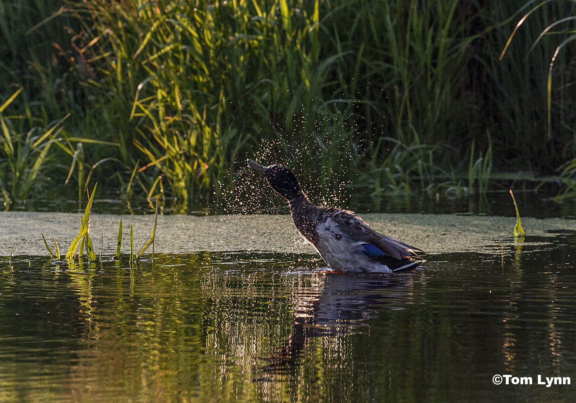 A duck shakes its head to dry off during golden hour