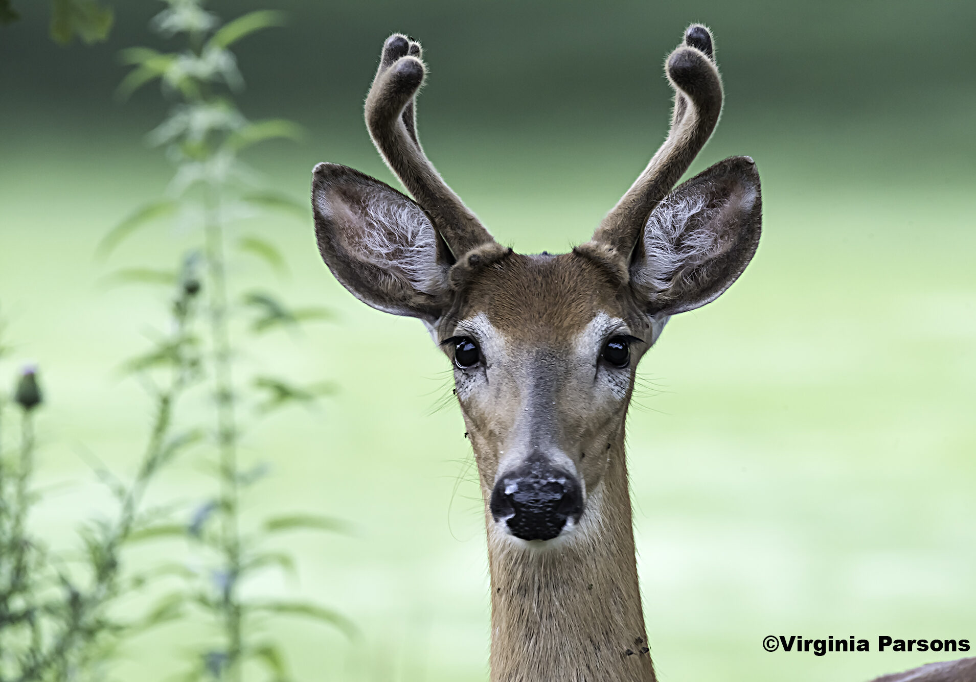 A young buck looks into the camera